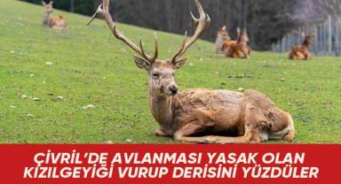 Çivril’de avlanması yasak olan kızılgeyiği vurup derisini yüzdüler