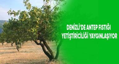Denizli'de Antep fıstığı yetiştiriciliği yaygınlaşıyor