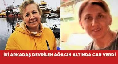 İki arkadaş devrilen ağacın altında can verdi