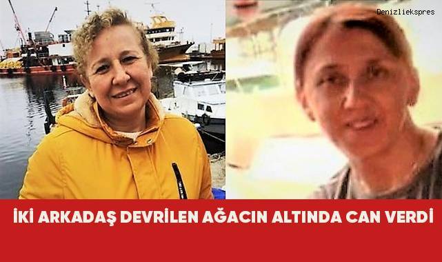 İki arkadaş devrilen ağacın altında can verdi