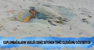 Kaplumbağaların varlığı deniz suyunun temiz olduğunu gösteriyor
