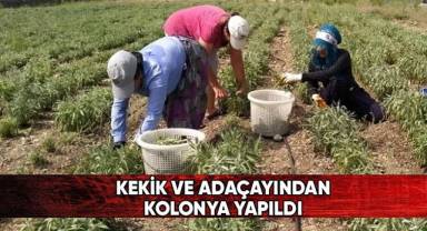 Kekik ve adaçayından kolonya yapıldı