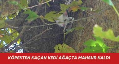 Köpekten kaçan kedi ağaçta mahsur kaldı