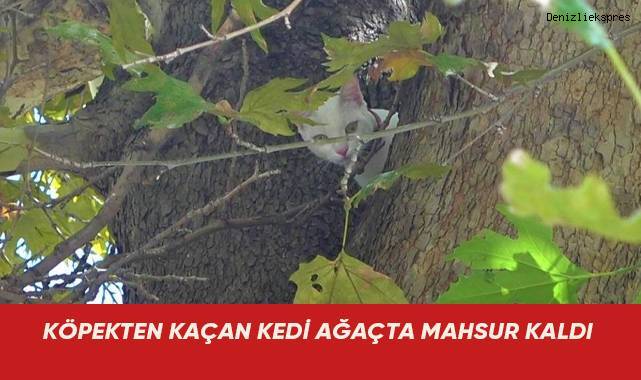 Köpekten kaçan kedi ağaçta mahsur kaldı