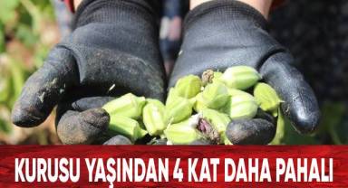 Kurusu yaşından 4 kat daha pahalı