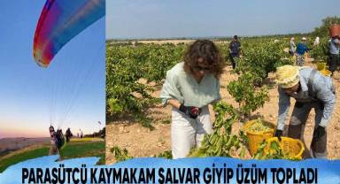 Paraşütçü kaymakam şalvar giyip üzüm topladı