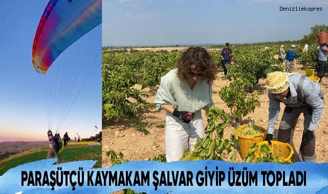 Paraşütçü kaymakam şalvar giyip üzüm topladı