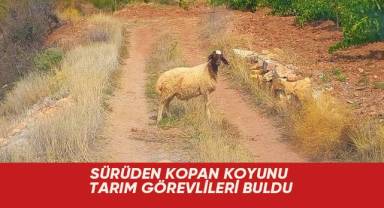 Sürüden kopan koyunu tarım görevlileri buldu