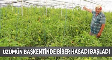 Üzümün başkentinde biber hasadı başladı