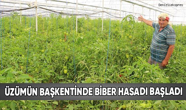 Üzümün başkentinde biber hasadı başladı