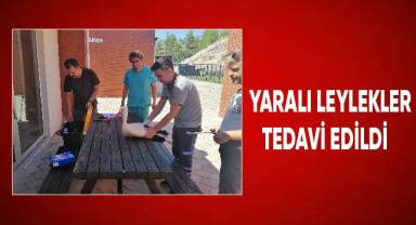 Yaralı leylekler tedavi edildi