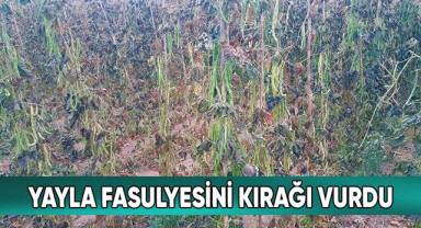 Yayla fasulyesini kırağı vurdu