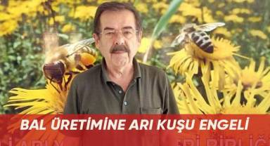 Bal üretimine arı kuşu engeli