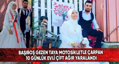 Başıboş gezen taya motosikletle çarpan 10 günlük evli çift ağır yaralandı