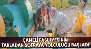 Çameli fasulyesinin tarladan sofraya yolculuğu başladı
