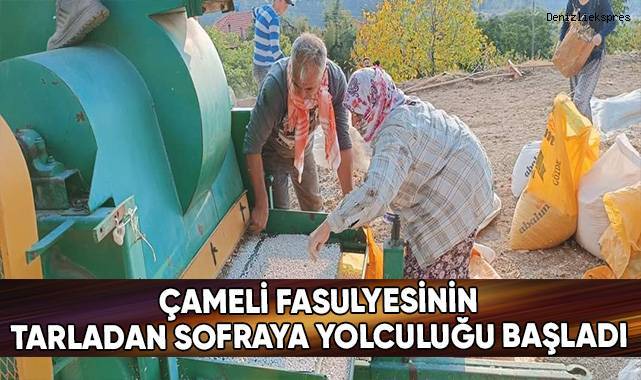 Çameli fasulyesinin tarladan sofraya yolculuğu başladı