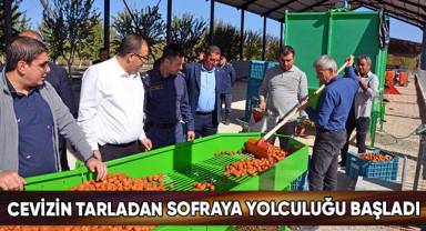 Ceviz bahçelerinde hasat işlemleri başladı
