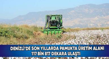 Denizli’de beyaz altın hasadı devam ediyor