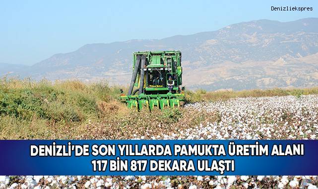 Denizli’de beyaz altın hasadı devam ediyor
