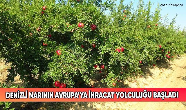 Denizli narının Avrupa’ya ihracat yolculuğu başladı