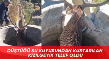 Düştüğü su kuyusundan kurtarılan kızılgeyik telef oldu