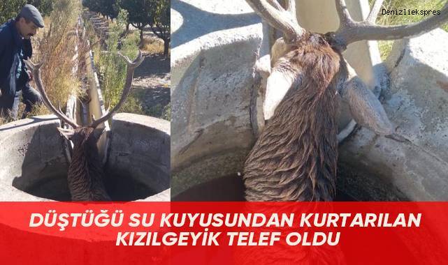 Düştüğü su kuyusundan kurtarılan kızılgeyik telef oldu