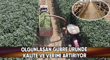 Olgunlaşan gübre üründe kalite ve verimi artırıyor