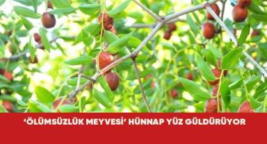 'Ölümsüzlük meyvesi' hünnap yüz güldürüyor