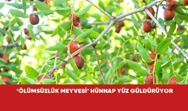 'Ölümsüzlük meyvesi' hünnap yüz güldürüyor