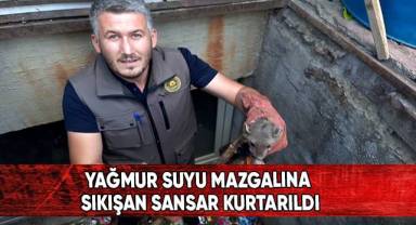 Yağmur suyu mazgalına sıkışan sansar kurtarıldı