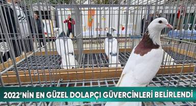 2022’nin en güzel dolapçı güvercinleri belirlendi