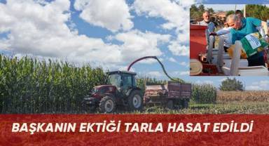 Başkanın ektiği tarla hasat edildi