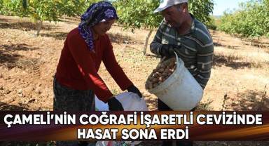 Çameli'nin coğrafi işaretli cevizinde hasat sona erdi