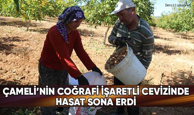 Çameli'nin coğrafi işaretli cevizinde hasat sona erdi