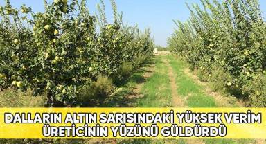 Dalların altın sarısındaki yüksek verim üreticinin yüzünü güldürdü