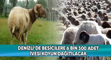 Denizli'de besicilere 6300 adet İvesi koyun dağıtılacak