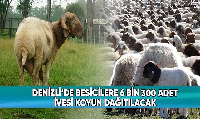 Denizli'de besicilere 6300 adet İvesi koyun dağıtılacak