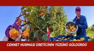 Denizli'de bu yıl 15 bin ton cennet hurması hasat edilecek