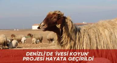 Denizli'de 'İvesi koyun' projesi hayata geçirildi