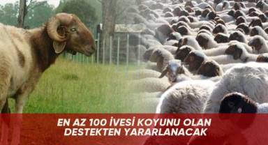 En az 100 İvesi koyunu olan destekten yararlanacak