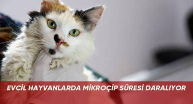 Evcil hayvanlarda mikroçip süresi daralıyor
