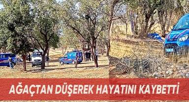 Koyunlarını beslemek için çıktığı ağaçtan düşerek hayatını kaybetti