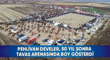 Pehlivan develer, 50 yıl sonra Tavas arenasında boy gösterdi