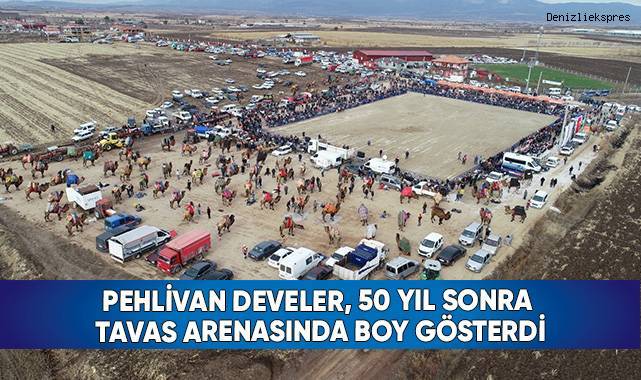 Pehlivan develer, 50 yıl sonra Tavas arenasında boy gösterdi