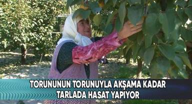 Torunun torunuyla akşama kadar tarlada hasat yapıyor