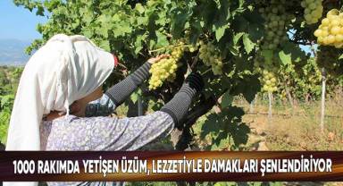 1000 rakımda yetişen üzüm, lezzetiyle damakları şenlendiriyor