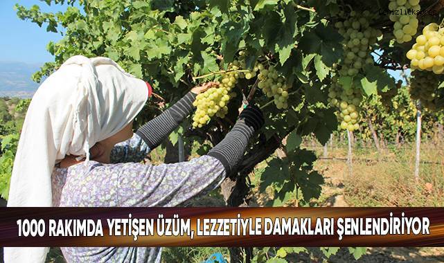 1000 rakımda yetişen üzüm, lezzetiyle damakları şenlendiriyor