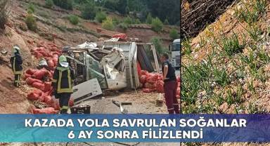 Çameli’de kazada yola savrulan soğanlar 6 ay sonra filizlendi