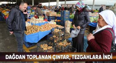 Dağdan toplanan çıntar, tezgahlara indi