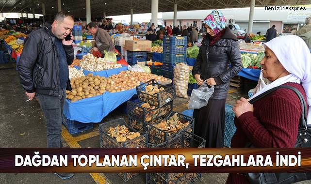 Dağdan toplanan çıntar, tezgahlara indi